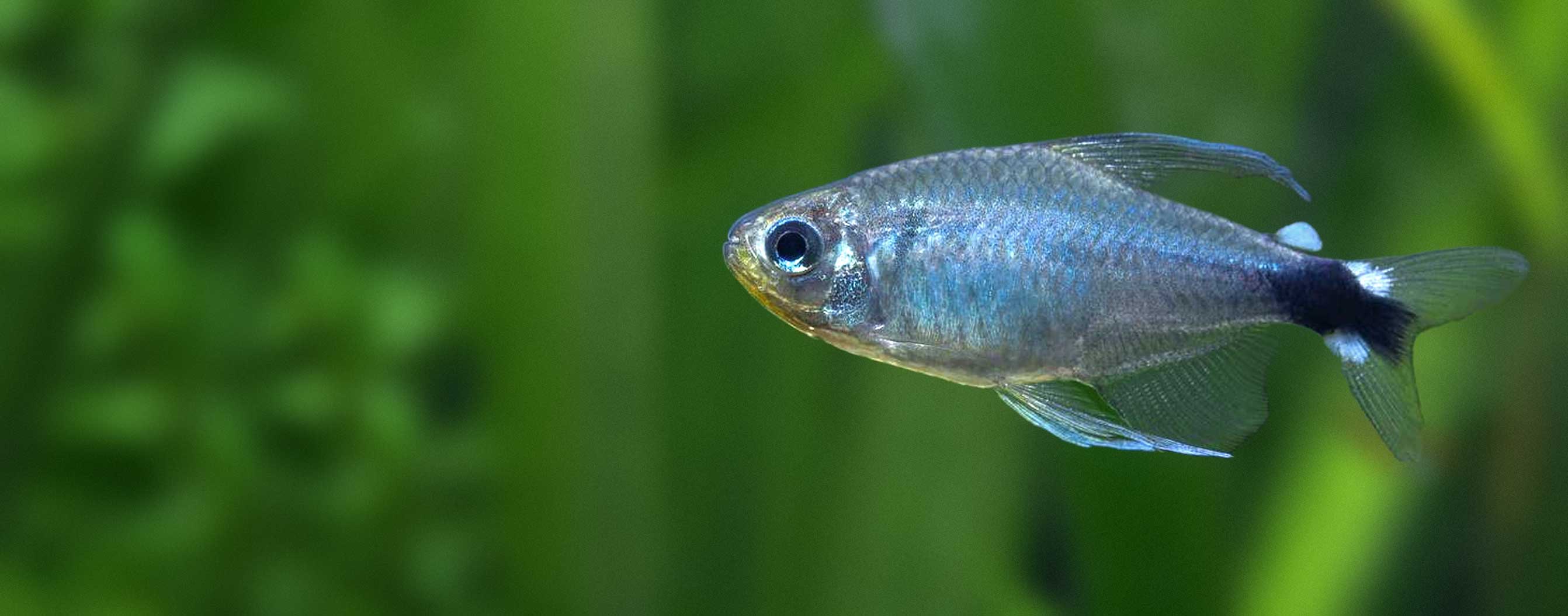 Dive Into Premium Aquatic Life