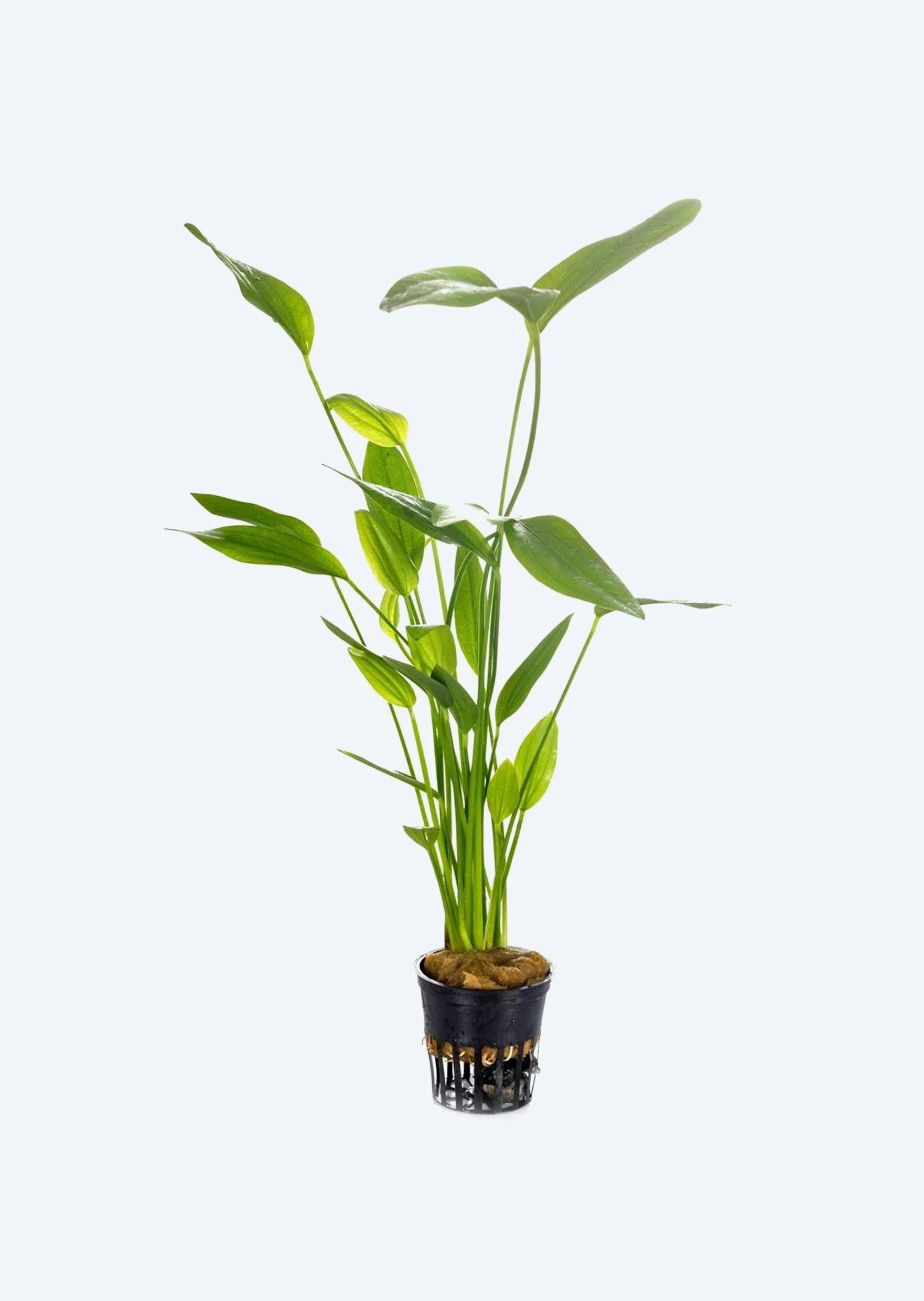 Live Plants